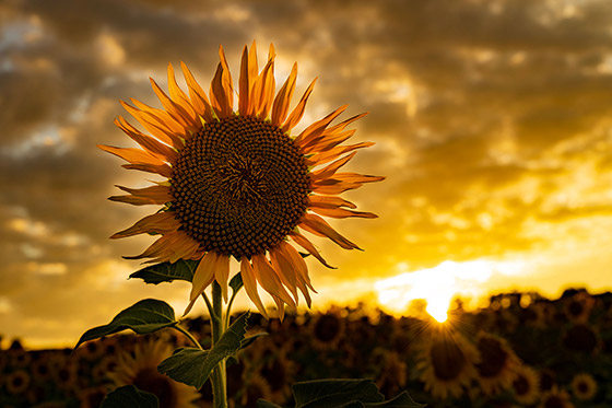 阿部裕輔さんの作品　「向日葵と太陽」